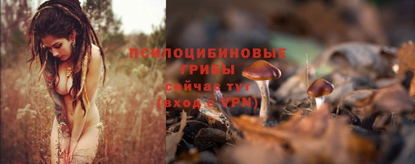 прущие грибы Абаза